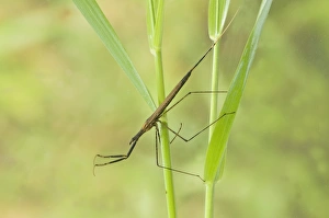 Stem Prints: Water Stick Insect (Ranatra linearis) adult