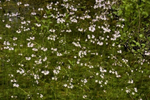 Violets Prints: Water Violet (Hottonia palustris) flowering mass
