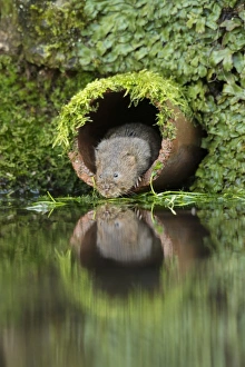 Rodent Prints: Water Vole (Arvicola amphibius) adult