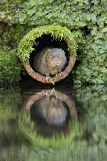 Water Vole (Arvicola amphibius) adult, emerging from drainage pipe, Kent, England, December