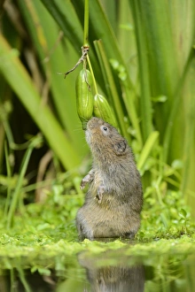 Water Vole (Arvicola amphibius) adult, feeding on Yellow Iris (Iris pseudacorus) seedpods, Kent, England, September