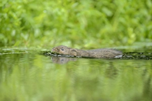 Rodent Prints: Water Vole (Arvicola amphibius) adult, swimming, Kent, England, September