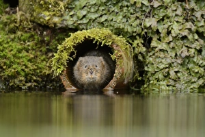 Water Vole (Arvicola amphibius) adult, emerging from drainage pipe, Kent, England, March