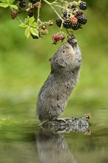 Water Vole (Arvicola amphibius) adult, feeding on Bramble (Rubus fruticosus) berries, Kent, England, September