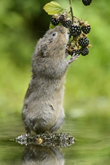 Water Vole (Arvicola amphibius) adult, feeding on Bramble (Rubus fruticosus) berries, Kent, England, September