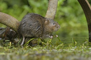 Rodent Prints: Water Vole (Arvicola amphibius) adult