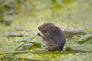 Water Vole (Arvicola terrestris) adult, feeding on reed leaf, Norfolk, England, august