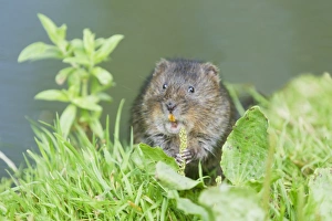 Water Vole (Arvicola terrestris) adult, feeding on plantain, standing on riverbank, Sussex, England, july