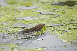Vole Prints: Water Vole (Arvicola terrestris) adult