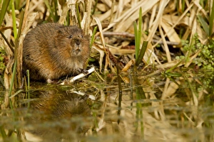 Water Vole (Arvicola terrestris) adult, feeding at edge of water, Derbyshire, England, March
