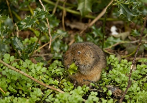 Water Vole (Arvicola terrestris) adult, feeding on holly leaf, Derbyshire, England, March