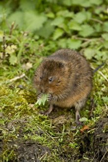 Water Vole (Arvicola terrestris) adult, feeding on leaf, Derbyshire, England, April