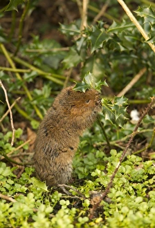 Water Vole (Arvicola terrestris) adult, feeding on holly leaf, Derbyshire, England, March