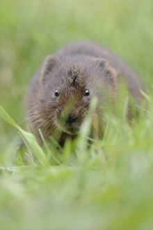 Water Vole (Arvicola terrestris) adult, standing amongst grass on canal bank, Cromford Canal, Derbyshire, England