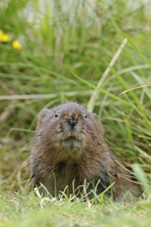 Water Vole (Arvicola terrestris) adult, looking out from hole entrance on canal bank, Cromford Canal, Derbyshire
