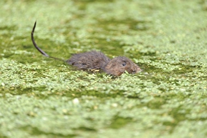 Water Vole (Arvicola terrestris) adult, feeding on waterweed at surface of water, Cromford Canal, Derbyshire, England