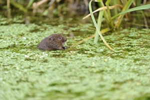Water Vole (Arvicola terrestris) adult, feeding on waterweed at surface of water, Cromford Canal, Derbyshire, England