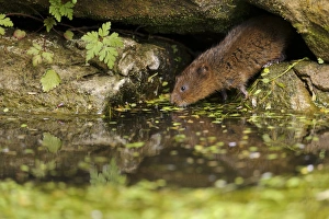 Water Vole (Arvicola terrestris) adult, emerging from burrow entrance amongst rocks on canal bank, Cromford Canal