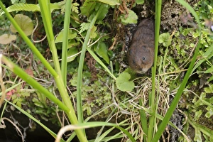Water Vole (Arvicola terrestris) adult, emerging from burrow entrance on canal bank, Cromford Canal, Derbyshire