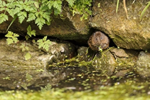 Water Vole (Arvicola terrestris) adult, feeding on waterweed, at burrow entrance amongst rocks on canal bank