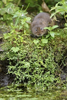 Water Vole (Arvicola terrestris) adult, standing on canal bank, Cromford Canal, Derbyshire, England, August