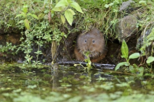 Water Vole (Arvicola terrestris) adult, feeding on waterweed, at burrow entrance on canal bank, Cromford Canal