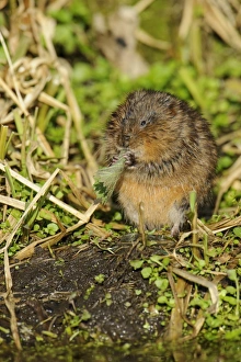 Water Vole (Arvicola terrestris) adult, feeding on rolled up Stinging Nettle (Urtica dioica) leaf