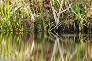 Water Vole (Arvicola terrestris) adult, feeding on reeds at edge of canal bank, Cromford Canal, Derbyshire, England