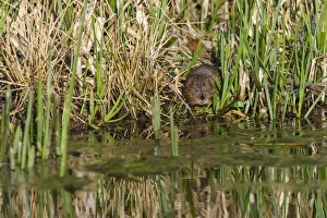 Water Vole (Arvicola terrestris) adult, standing in reedbed on canal bank, Cromford Canal, Derbyshire, England, March
