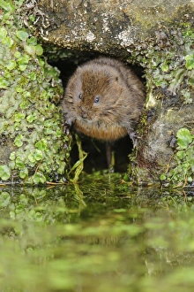 Water Vole (Arvicola terrestris) adult, at hole entrance on canal bank, Cromford Canal, Derbyshire, England, March