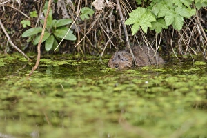 Water Vole (Arvicola terrestris) adult, swimming amongst waterweed at surface of water, Cromford Canal, Derbyshire