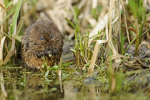 Water Vole (Arvicola terrestris) adult, feeding on reed stems in shallow water, Cromford Canal, Derbyshire, England
