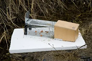Rodent Prints: Water Vole (Arvicola terrestris) baited trap on polystyrene float in reedbed ditch