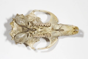 Rodent Prints: Water Vole (Arvicola terrestris) skull