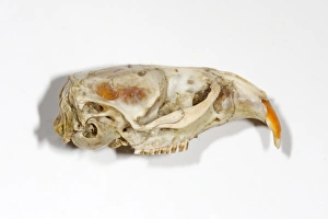 Water Vole (Arvicola terrestris) skull
