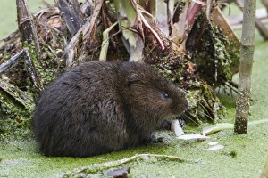 Vole Prints: Water Vole eating a iris root in pond covered with duckweed