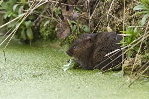 Vole Prints: Water Vole eating a leaf in pond covered with duckweed