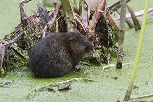 Vole Prints: Water Vole in pond covered with duckweed