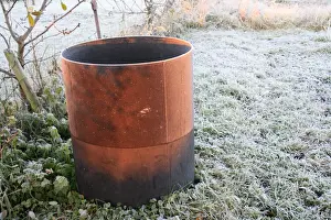 Collected Prints: Waterbutt in frost covered garden vegetable plot at dawn, Suffolk, England, november