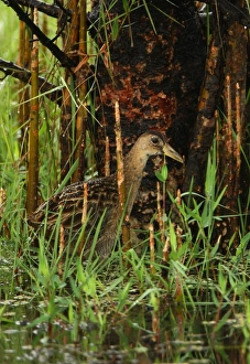 Non Breeding Prints: Watercock (Gallicrex cinerea) adult male