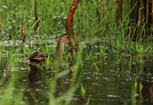 Watercock (Gallicrex cinerea) adult male, non-breeding plumage, swimming in marsh, Sri Lanka, december