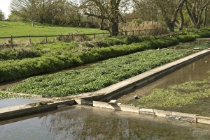 Chilterns Prints: Watercress (Rorippa nasturtium-aquaticum) crop
