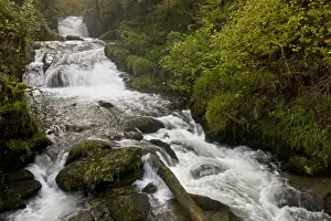 Cascade Prints: Waterfall, cascades and rapids on river flowing through woodland habitat