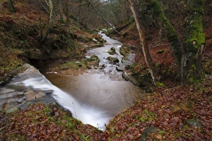 Fall Prints: Waterfall and river in woodland habitat with fallen leaves