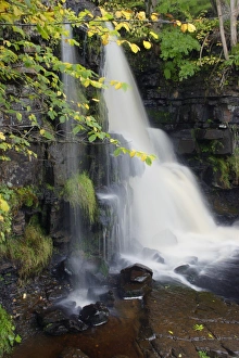 Waterfall on stream in woodland, East Gill Force, Keld, Swaledale, Yorkshire Dales N. P