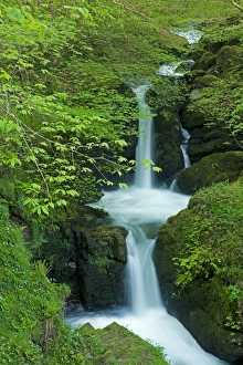 Fresh Prints: Waterfall and trees on bank with fresh green leaves