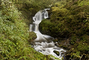 Waterfalls and rapids on river flowing through woodland, Farley Water (Hoar Oak Water), above Watersmeet, Exmoor N. P