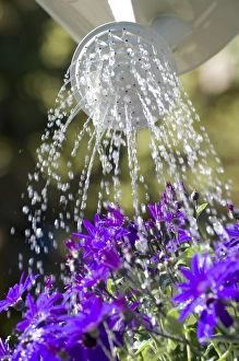 Watering Cultivated Pericallis (Pericallis sp. ) Senetti with watering can in garden, Norfolk, England, april