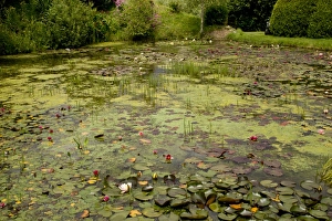 Pond Prints: Waterlilies flowering in large garden pond