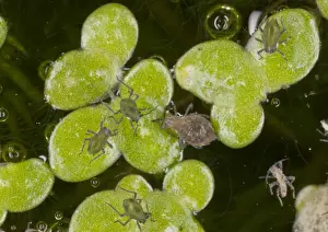 Pond Prints: Waterlily Aphid (Rhopalosiphum nymphaeae) adult and young